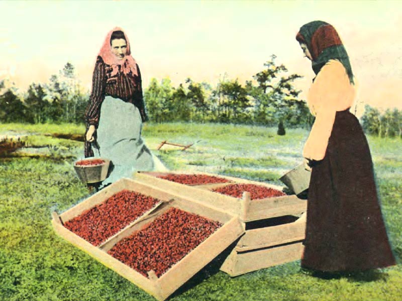 Cranberry cultivation
